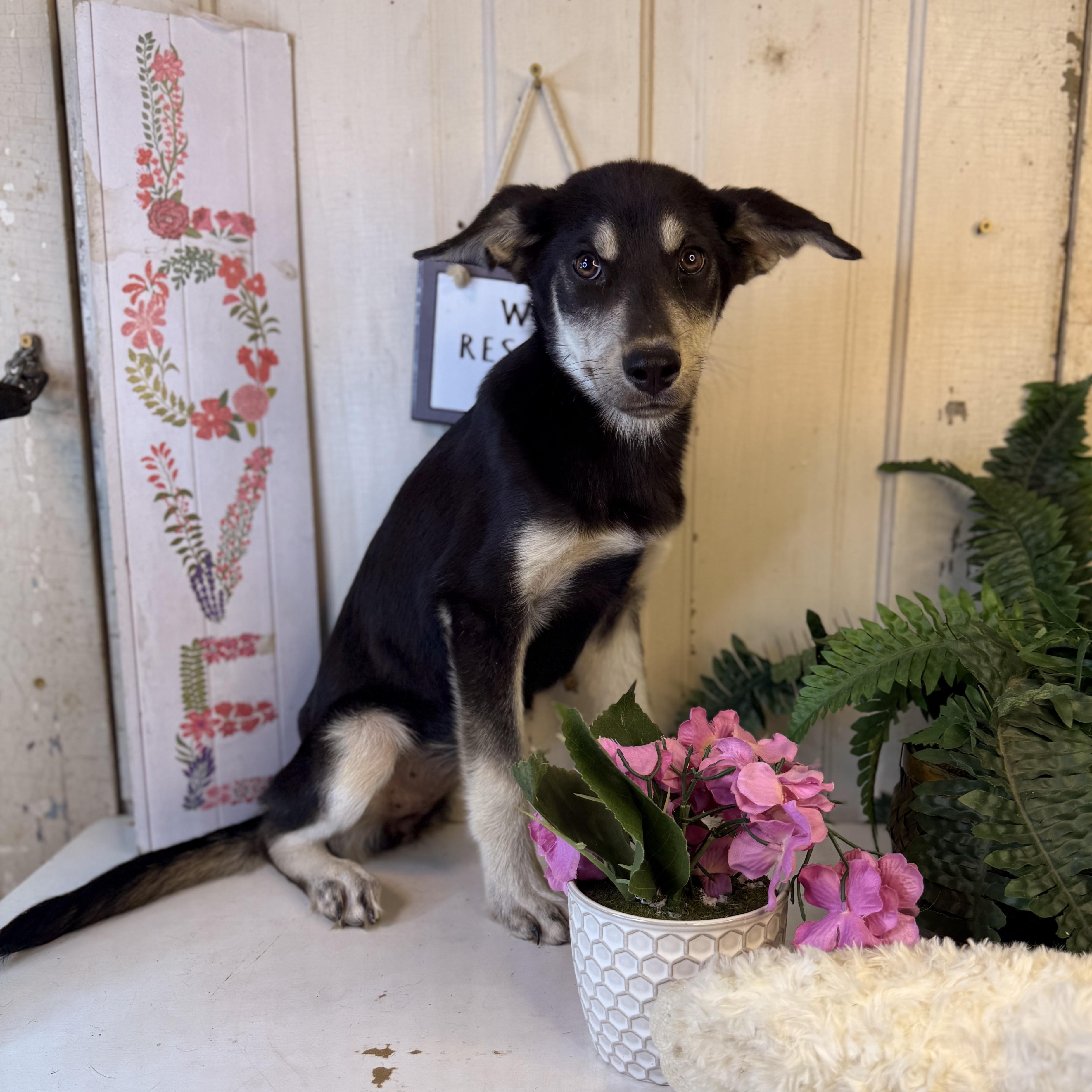 Sara, an adoptable German Shepherd Dog, Mixed Breed in Green Bay, WI, 54304 | Photo Image 6