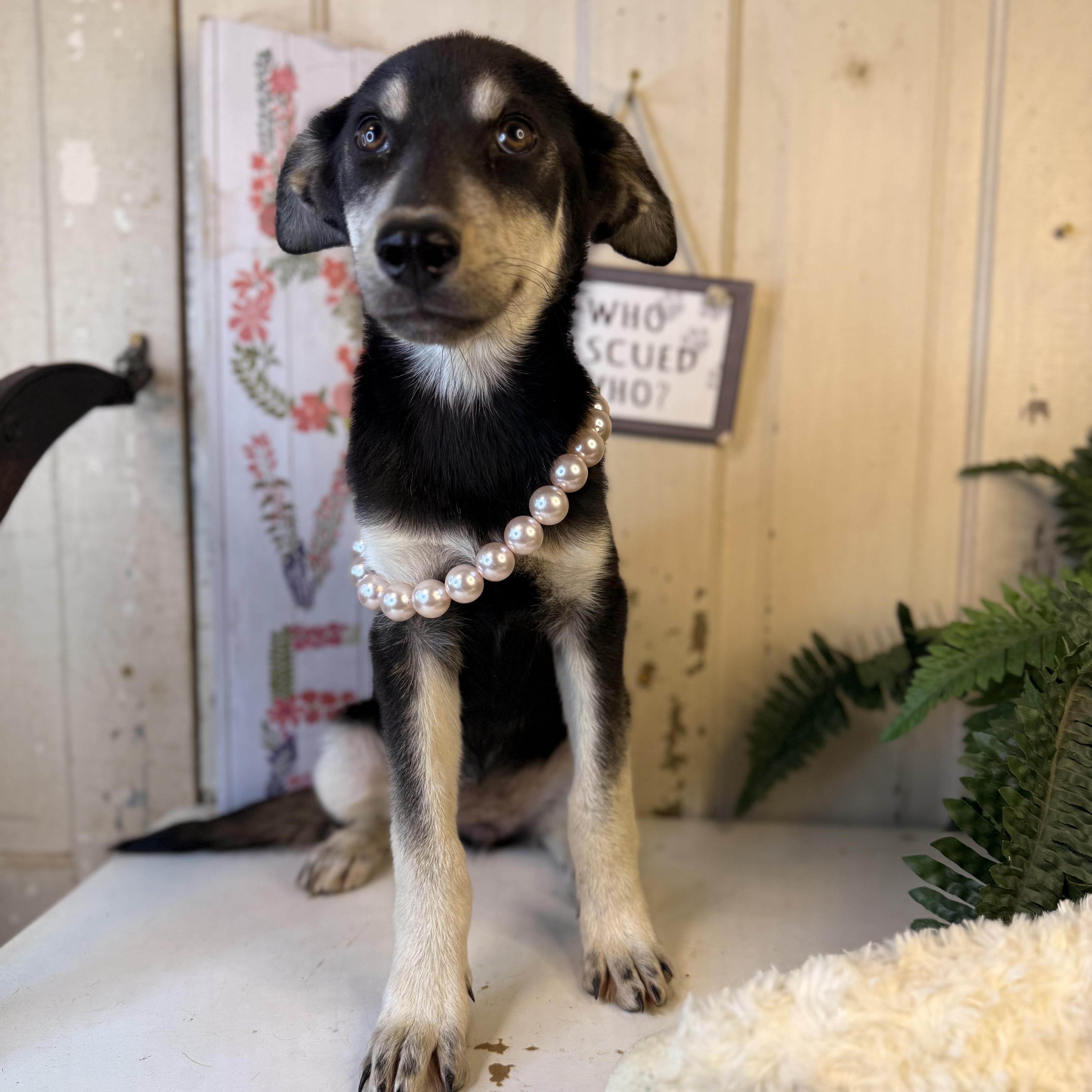 Sara, an adoptable German Shepherd Dog, Mixed Breed in Green Bay, WI, 54304 | Photo Image 3