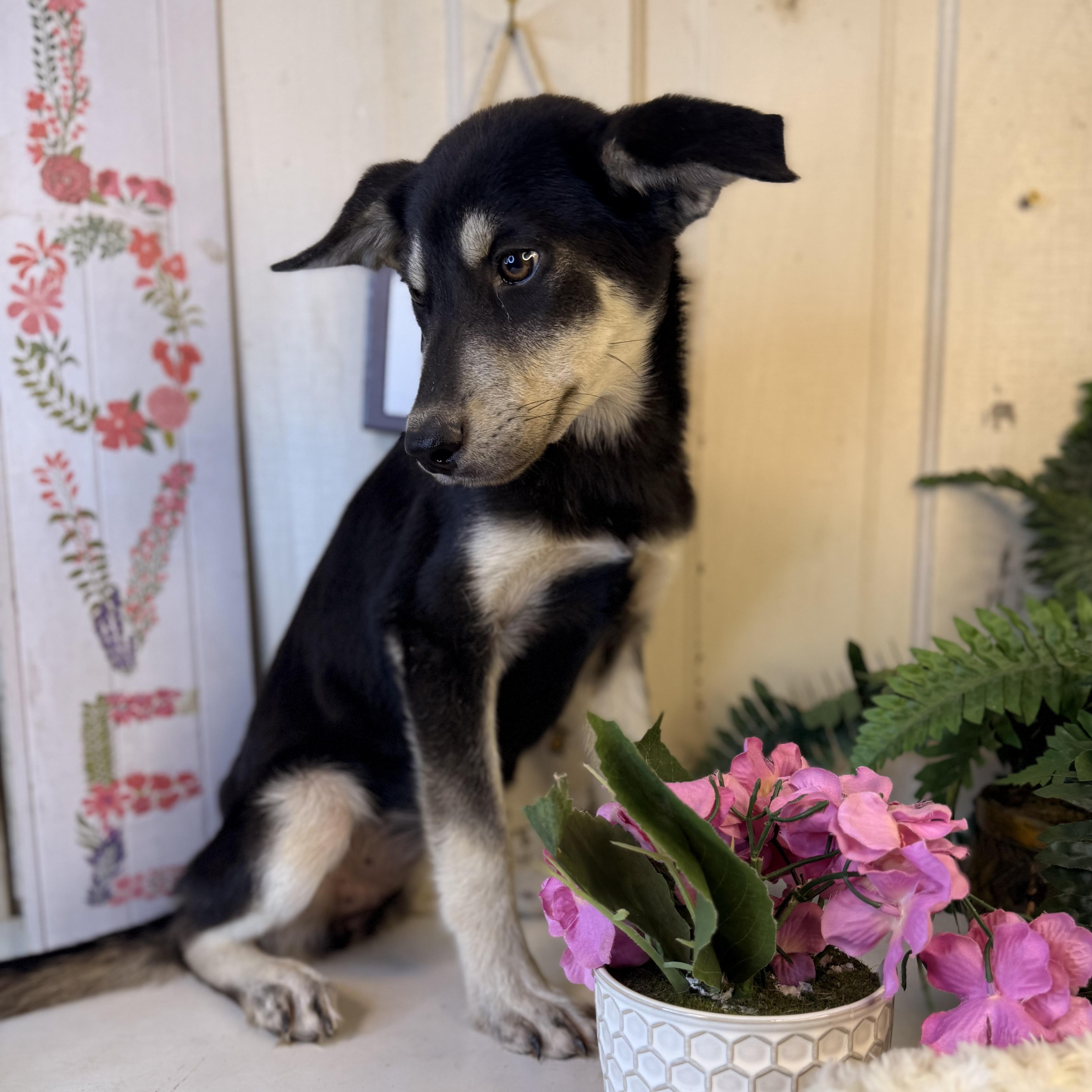 Sara, an adoptable German Shepherd Dog, Mixed Breed in Green Bay, WI, 54304 | Photo Image 1