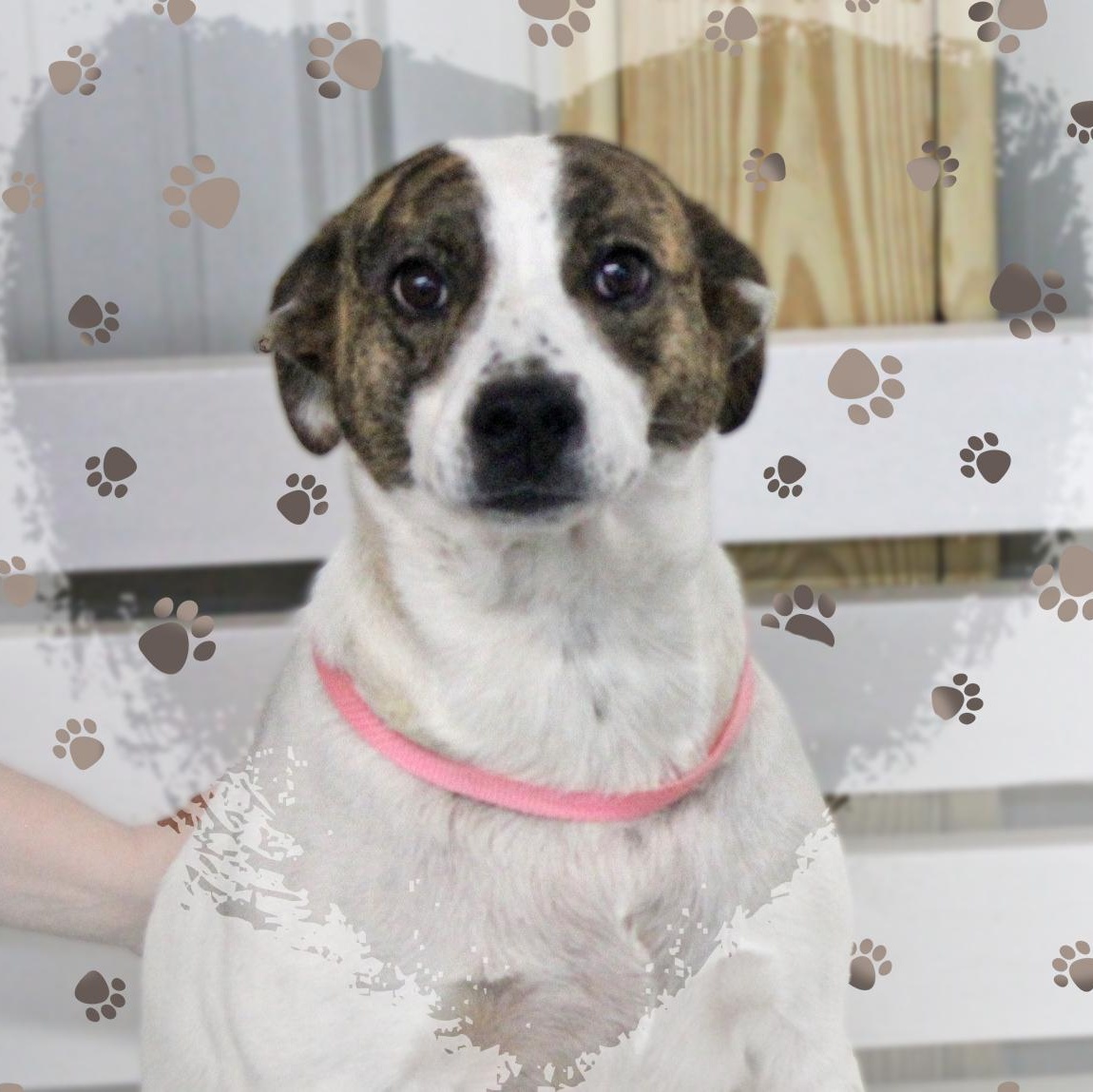 Dottie, Adoptable, Adult Female Mixed Breed.