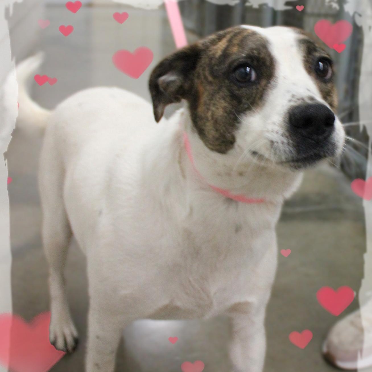 Enlarge Dottie, a Adoptable Mixed Breed in Amelia, OH image 2/2