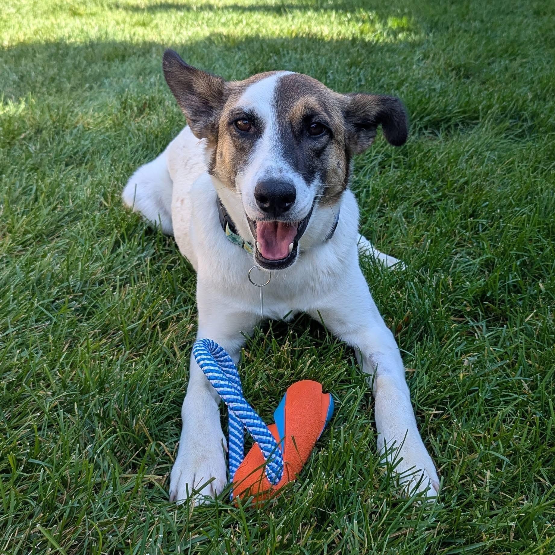 Enlarge Nucita, a Adoptable mixed breed in Mississauga, ON image 2/6