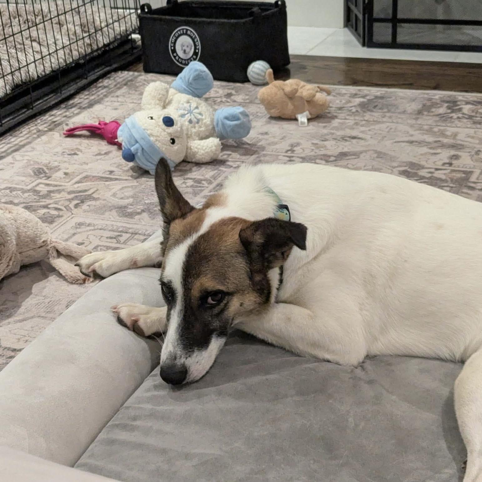 Enlarge Nucita, a Adoptable mixed breed in Mississauga, ON image 5/6