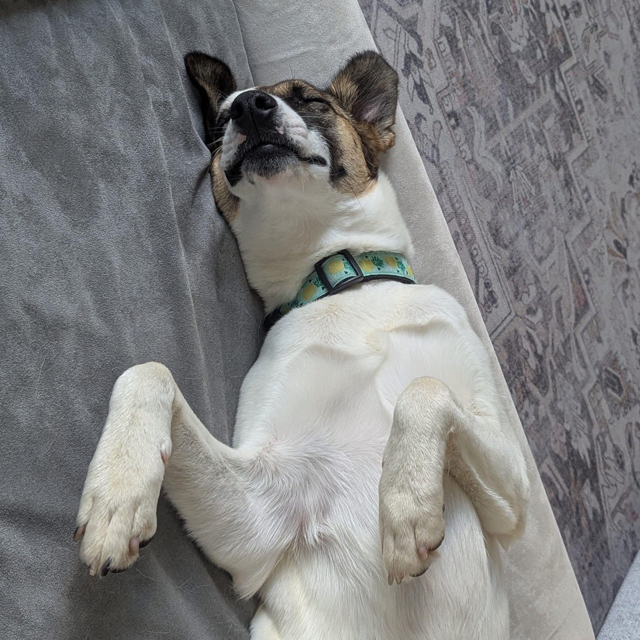 Enlarge Nucita, a Adoptable mixed breed in Mississauga, ON image 4/6