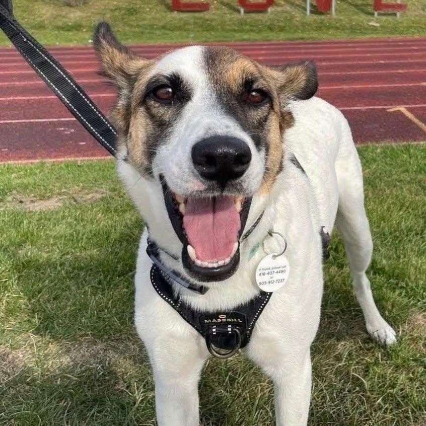 Enlarge Nucita, a Adoptable mixed breed in Mississauga, ON image 1/6