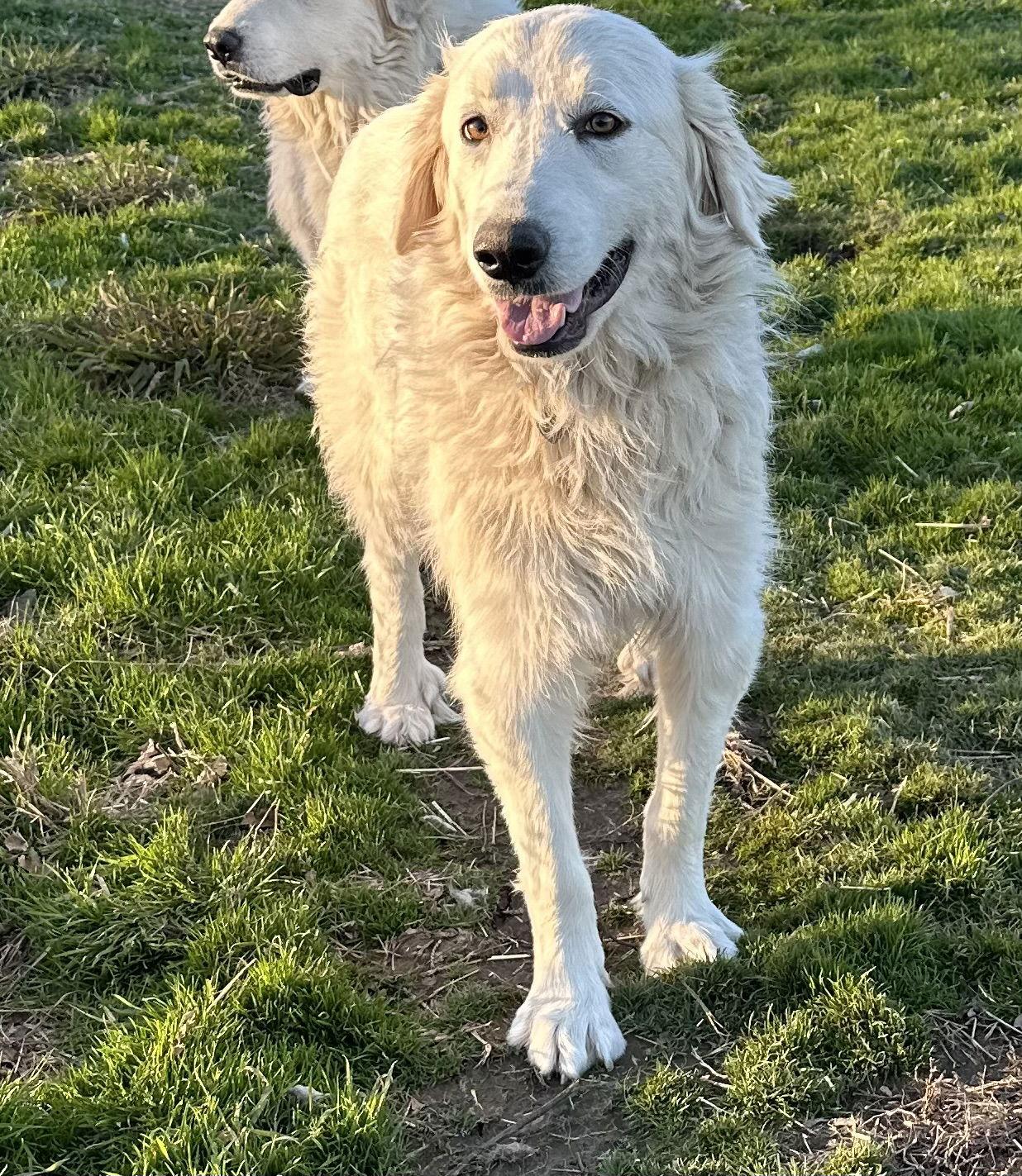 Sophie, Adoptable, Young Female Great Pyrenees.