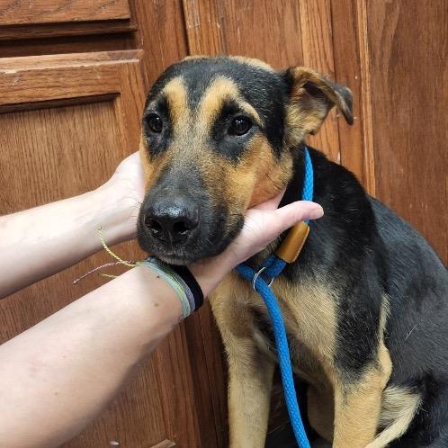Stan 053101U, a Adoptable mixed breed in Tupelo, MS image 2/3