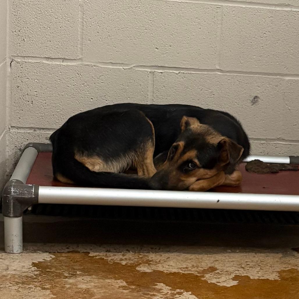 Stan 053101U, a Adoptable mixed breed in Tupelo, MS image 3/3