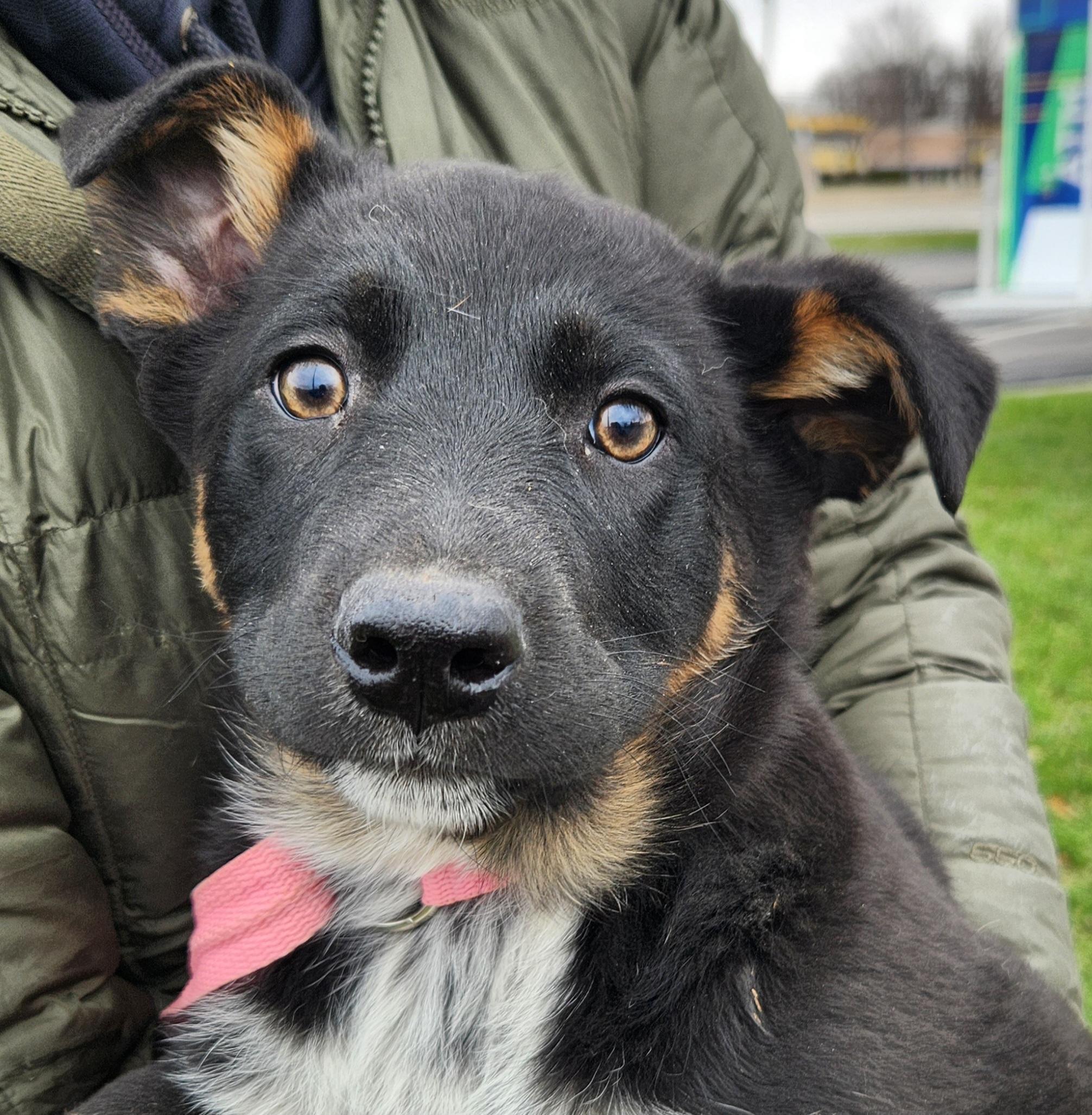 Enlarge Judy, a ADOPTABLE mixed breed in Liberty Center, OH image 3/6