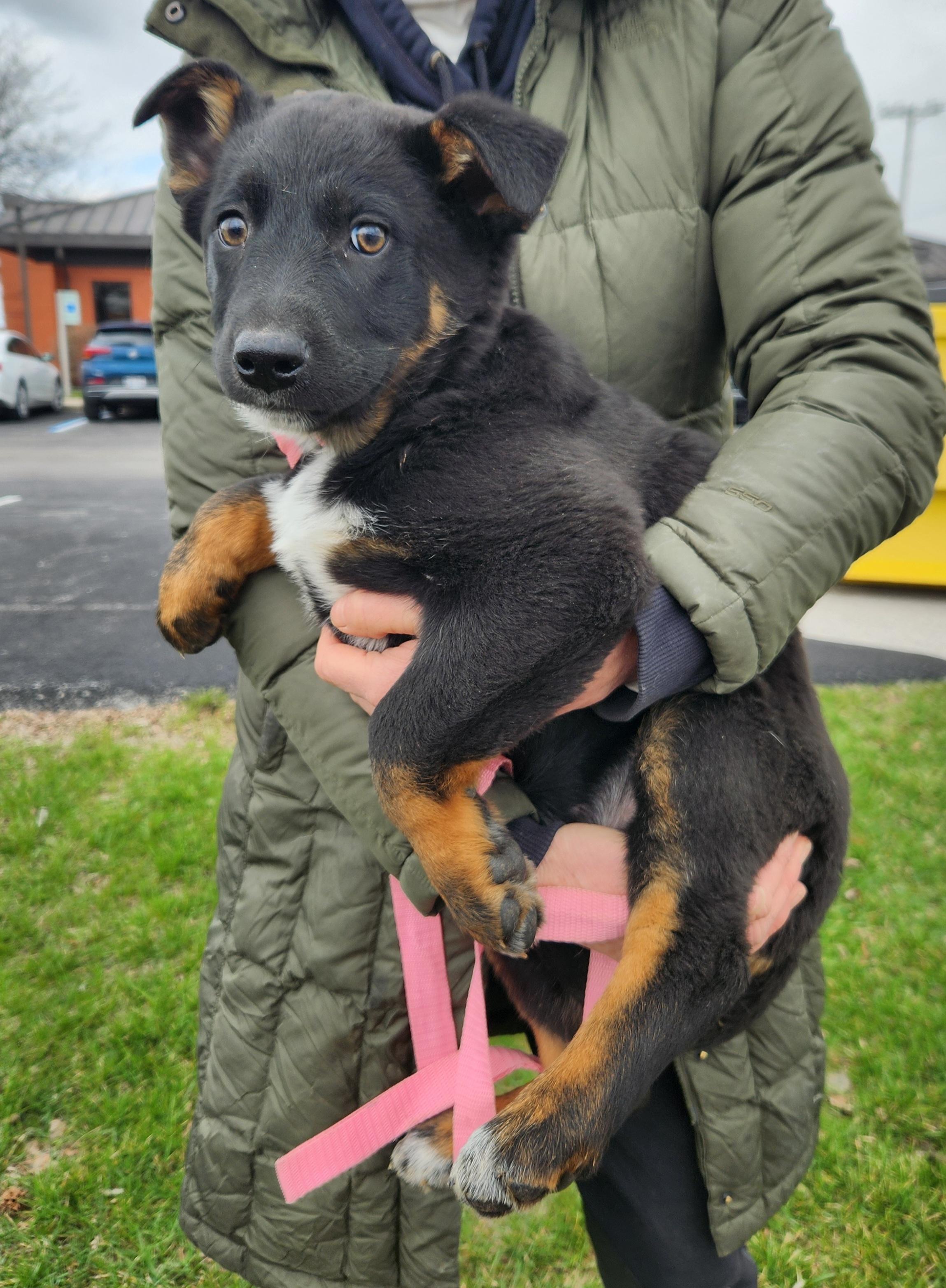 Enlarge Judy, a ADOPTABLE mixed breed in Liberty Center, OH image 4/6