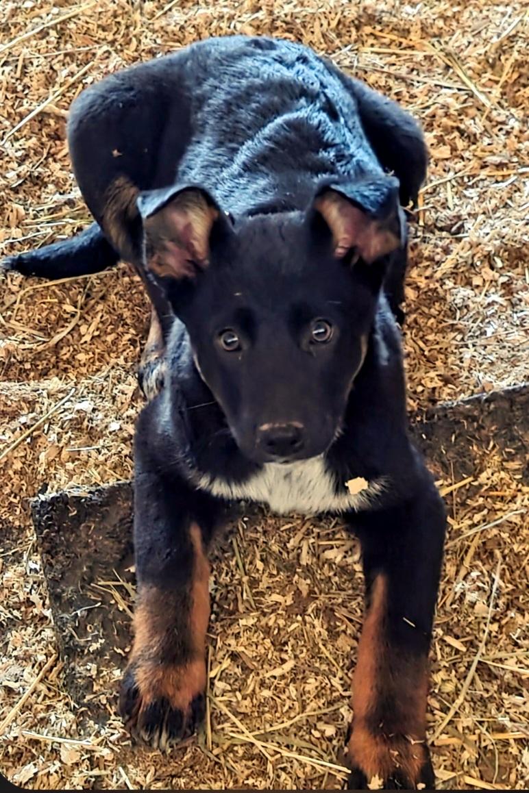 Judy, ADOPTABLE, Puppy Female German Shepherd Dog & Australian Cattle Dog / Blue Heeler.