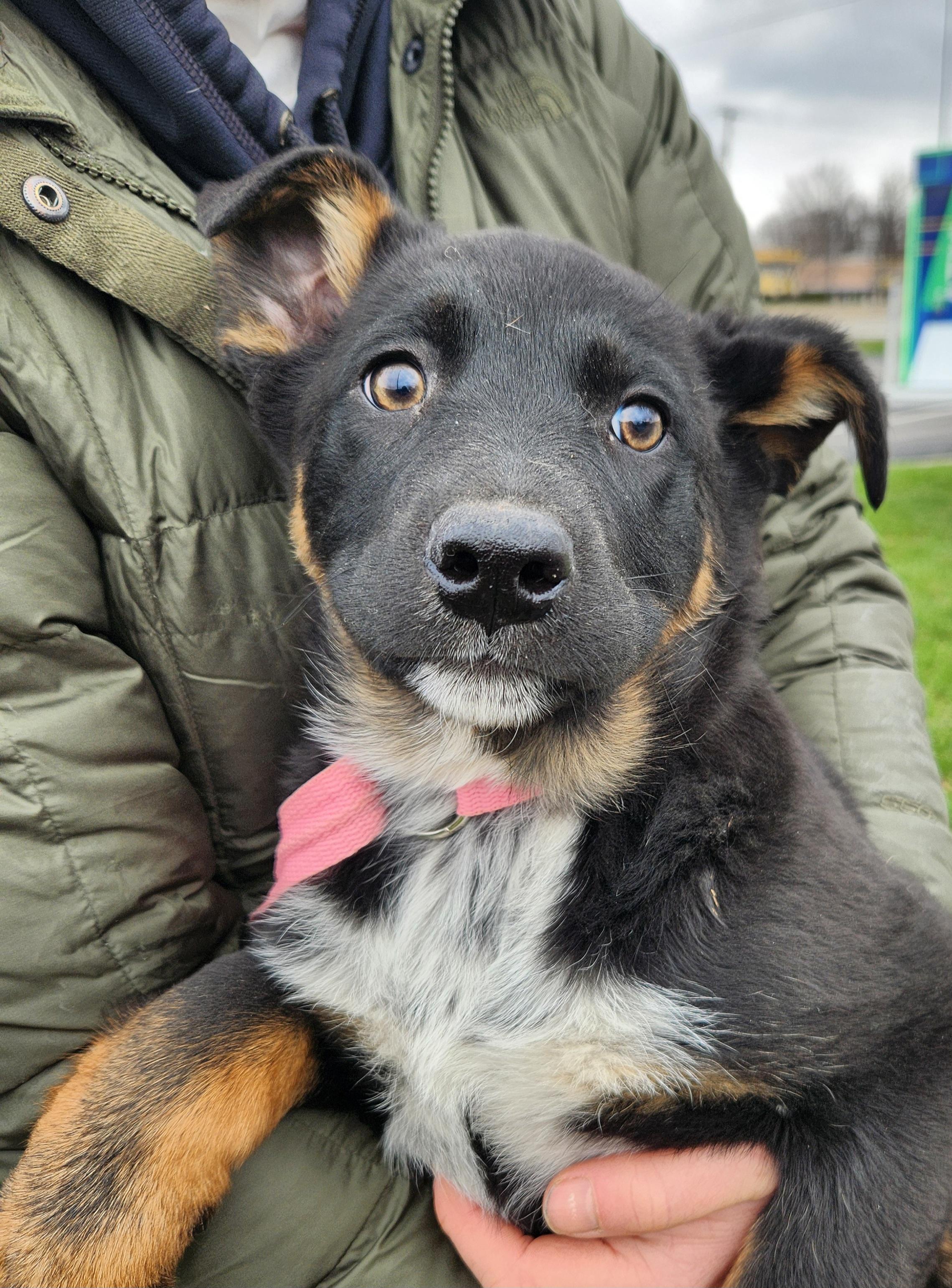 Enlarge Judy, a ADOPTABLE mixed breed in Liberty Center, OH image 5/6