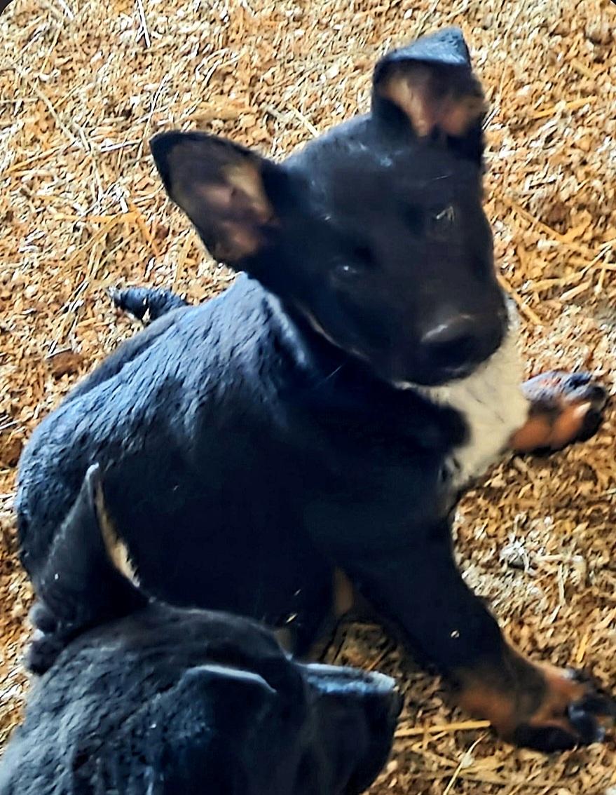 Enlarge Judy, a ADOPTABLE mixed breed in Liberty Center, OH image 2/6