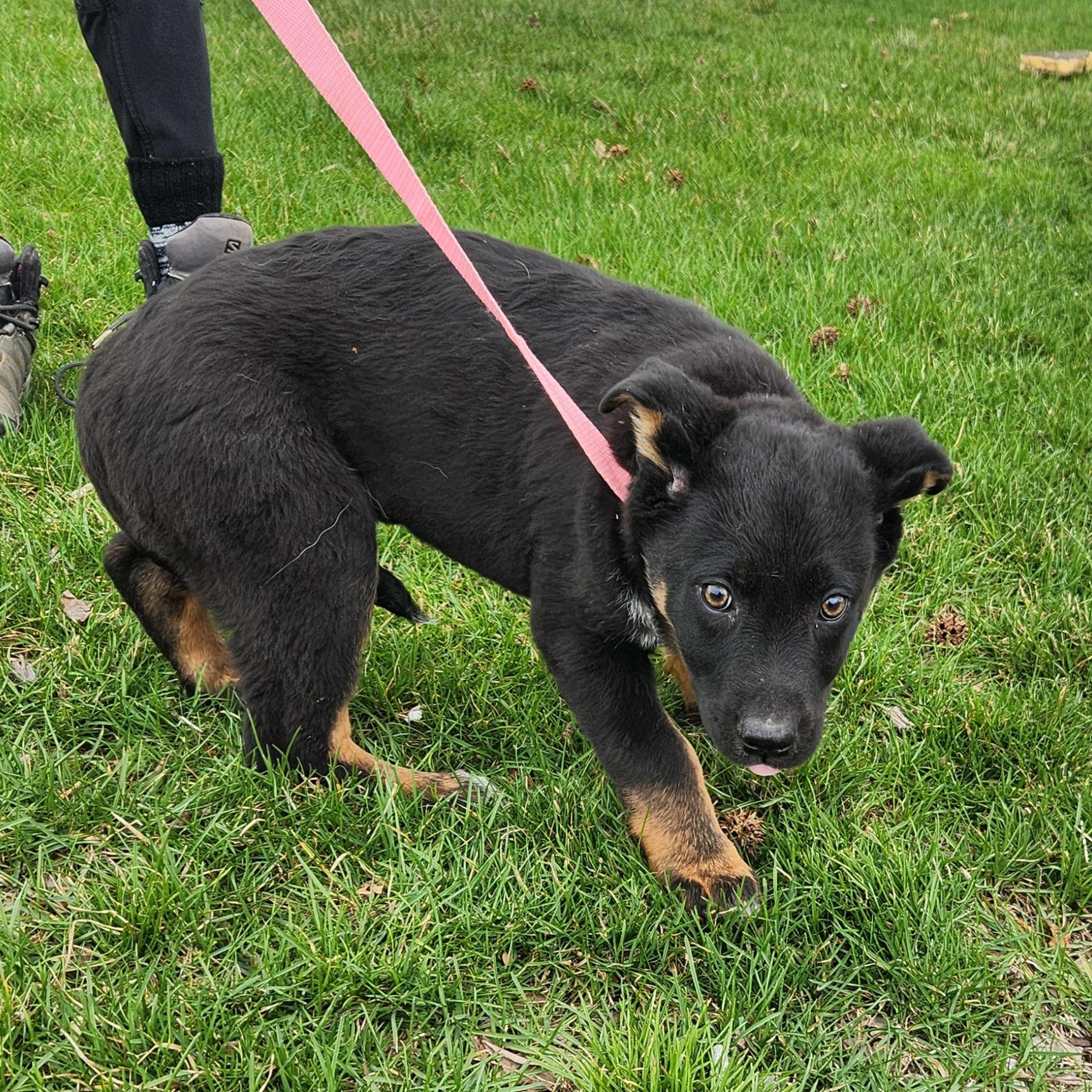 Enlarge Judy, a ADOPTABLE mixed breed in Liberty Center, OH image 6/6