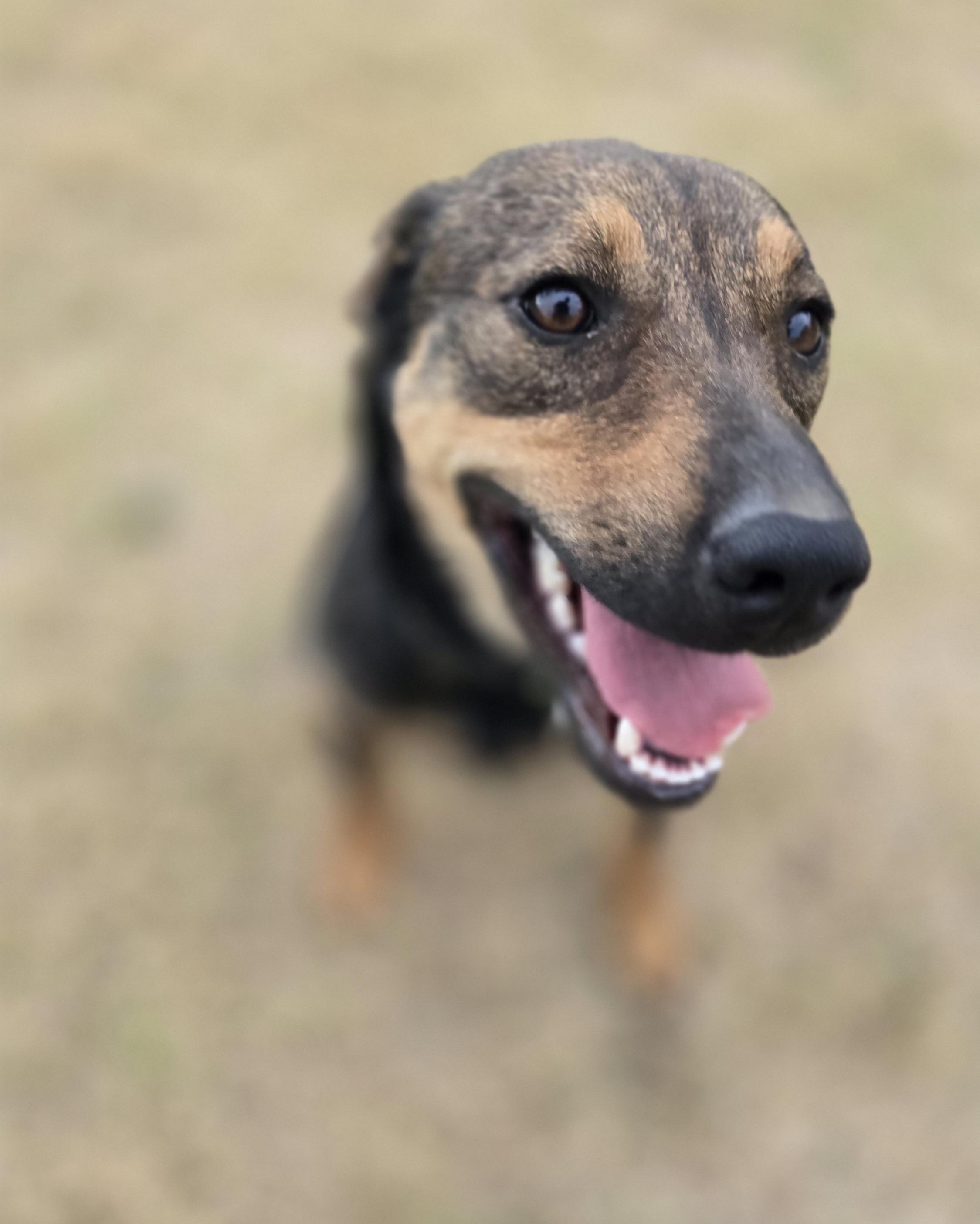 Enlarge Xena, a Adopted mixed breed in Okemah, OK image 2/3
