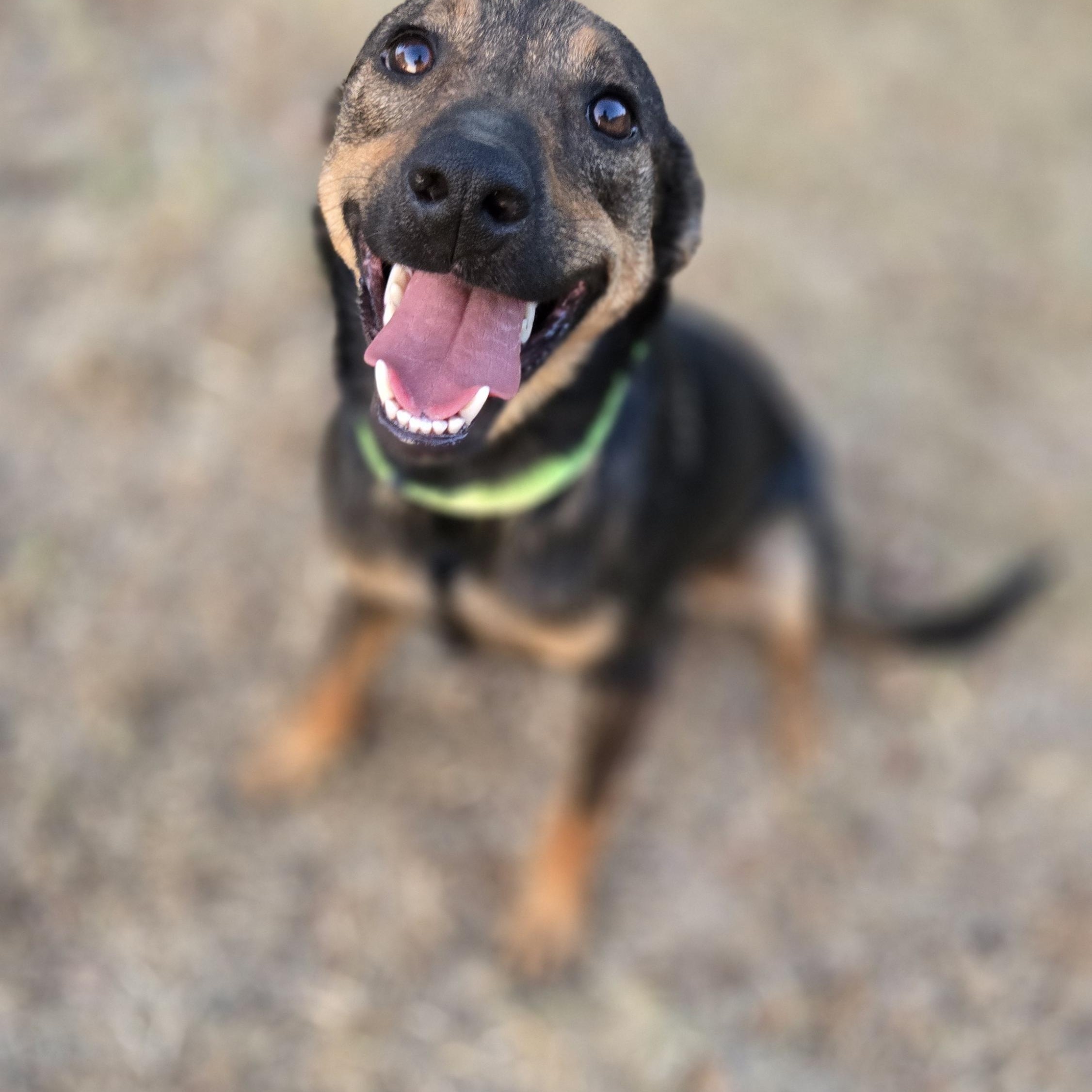 Xena, Adopted, Young Female Belgian Shepherd / Malinois.