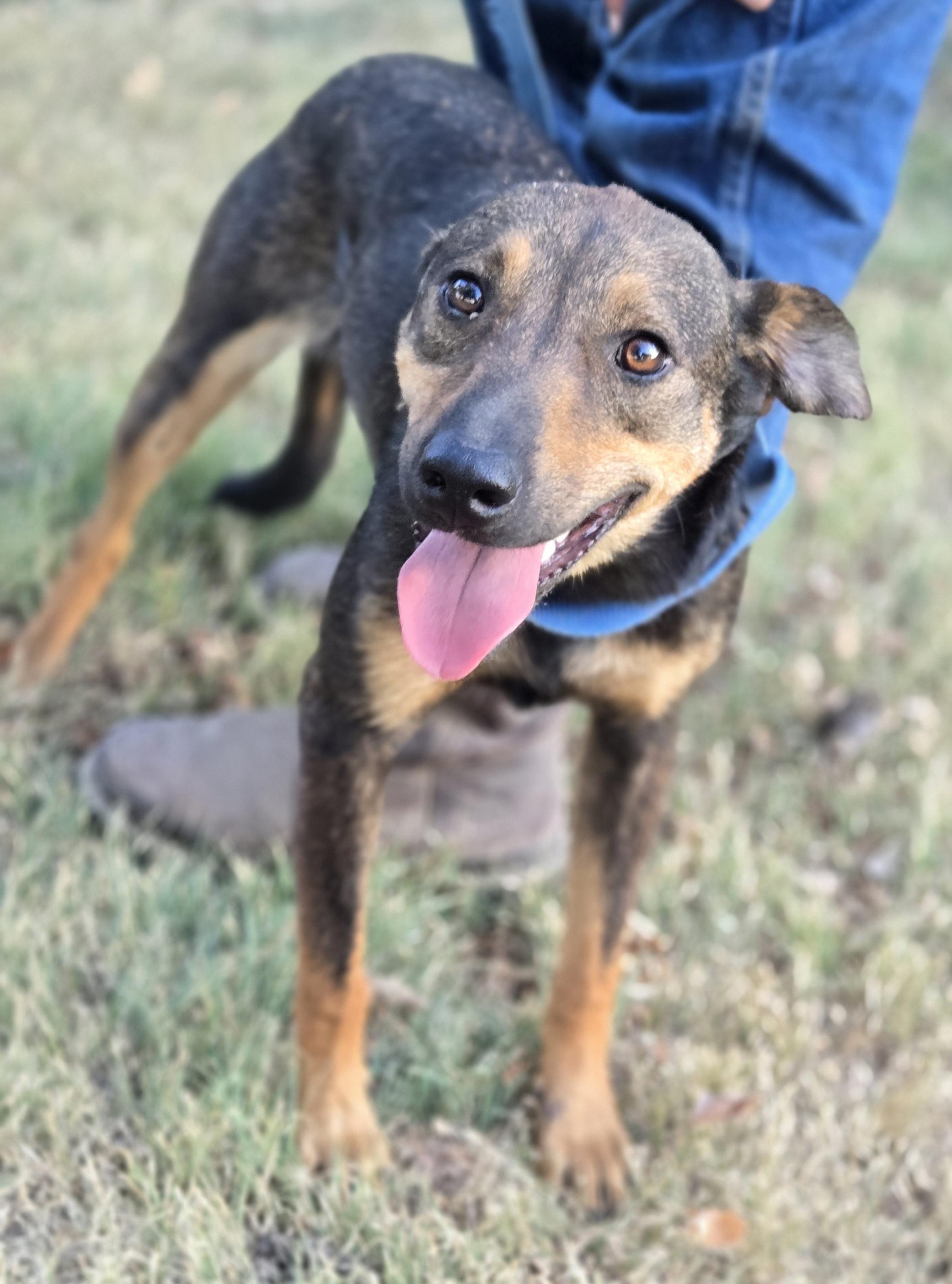 Enlarge Xena, a Adopted mixed breed in Okemah, OK image 3/3