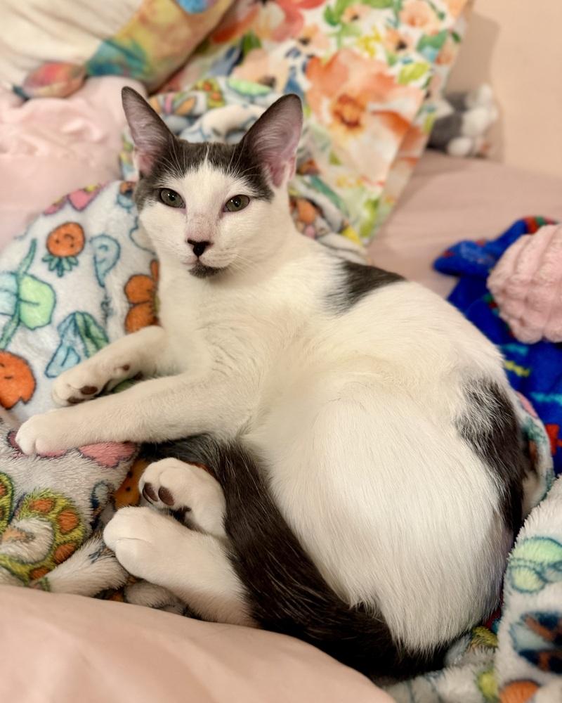 Enlarge River, a Adoptable American Shorthair in Ronkonkoma, NY image 1/4