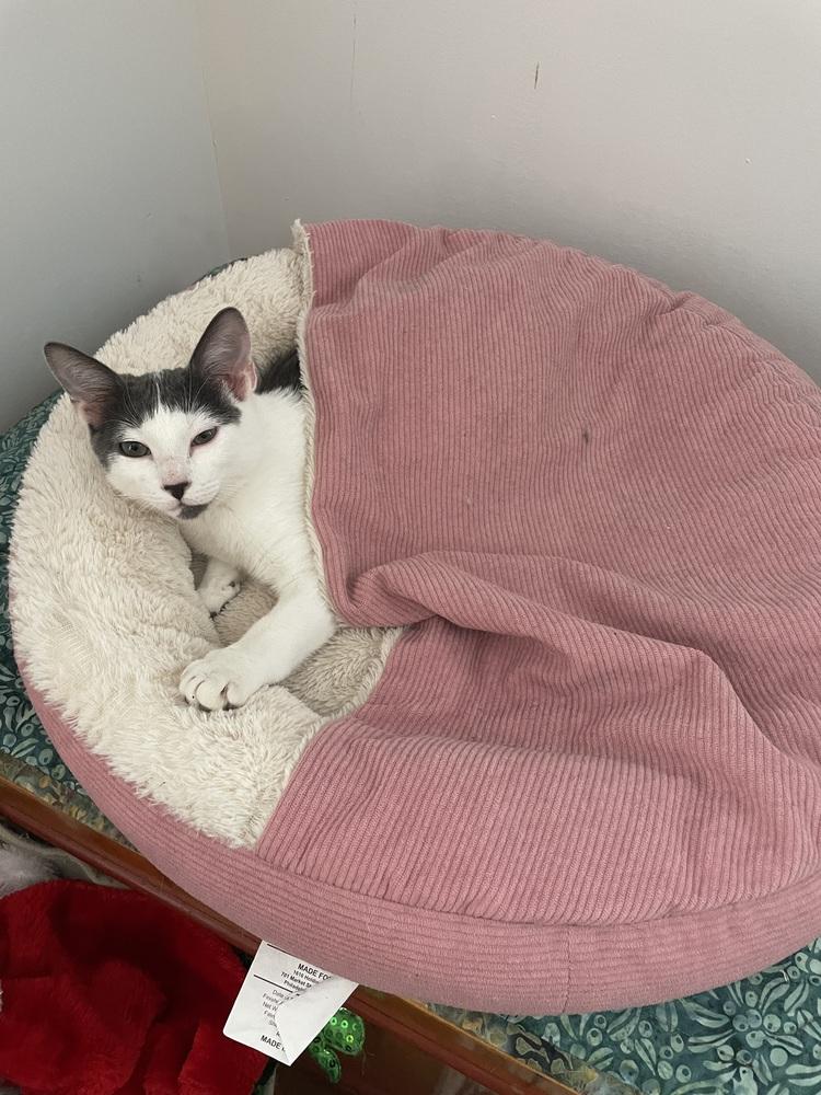 Enlarge River, a Adoptable American Shorthair in Ronkonkoma, NY image 2/4