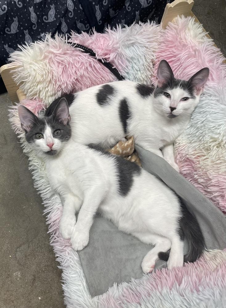 Enlarge River, a Adoptable American Shorthair in Ronkonkoma, NY image 3/4