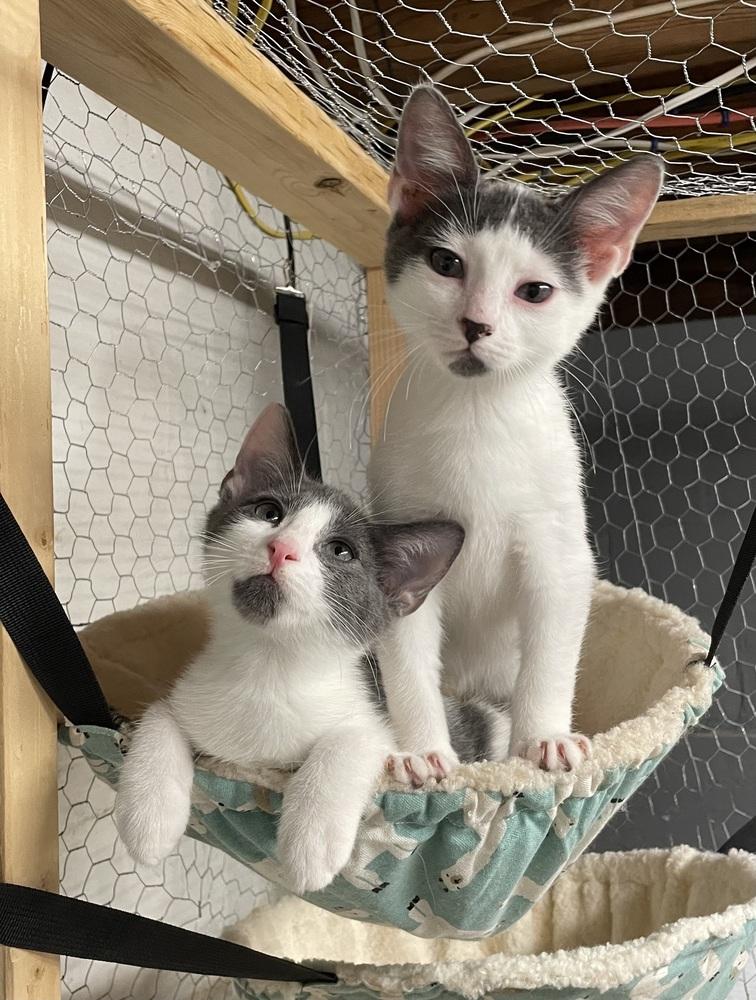 Enlarge River, a Adoptable American Shorthair in Ronkonkoma, NY image 4/4