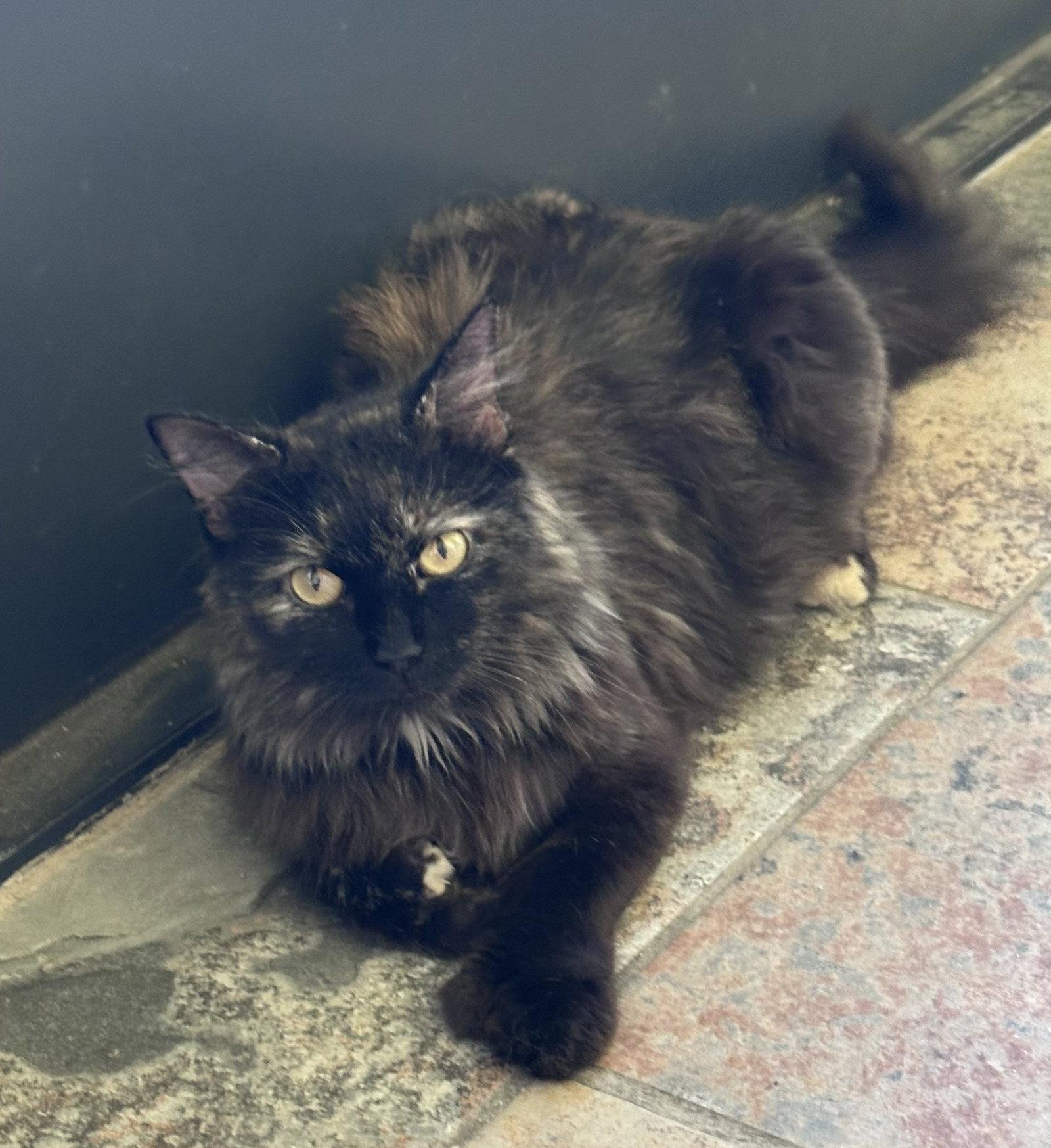 Enlarge Lily_polydactyl, a Adopted mixed breed in Oxford, MS image 1/3