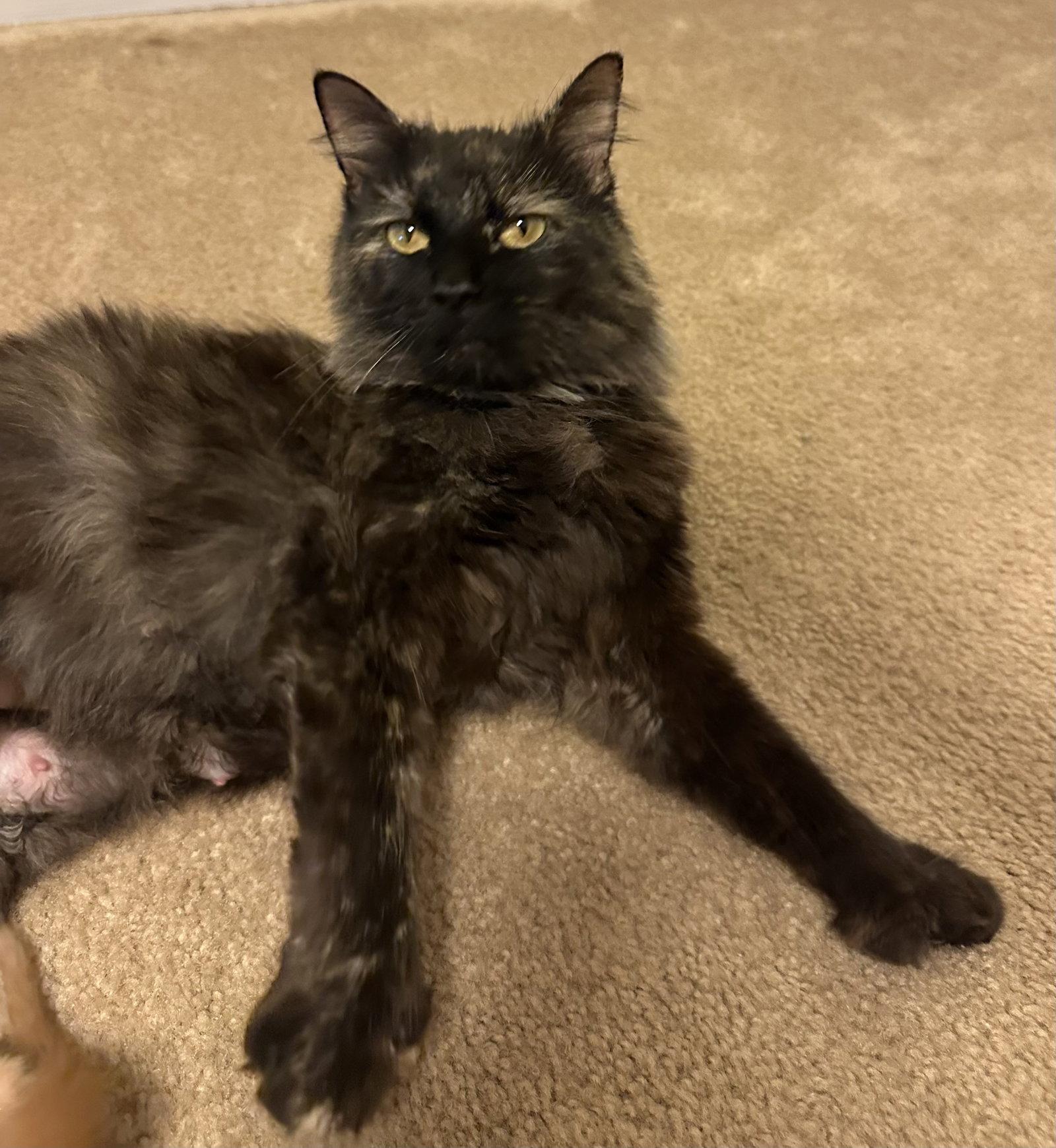 Enlarge Lily_polydactyl, a Adopted mixed breed in Oxford, MS image 3/3
