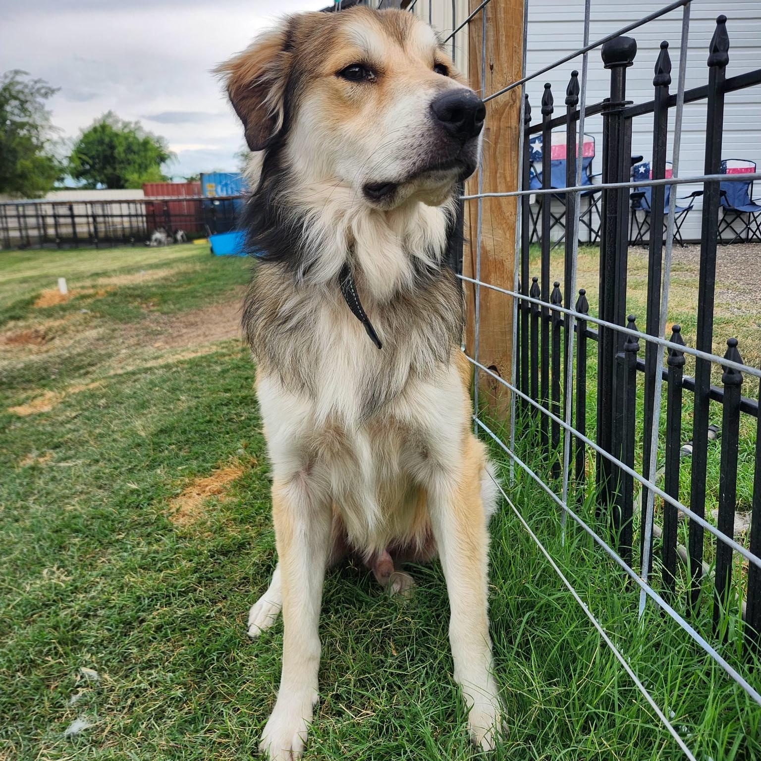 BENJI, Adopted, Adult Male Great Pyrenees & Australian Shepherd.
