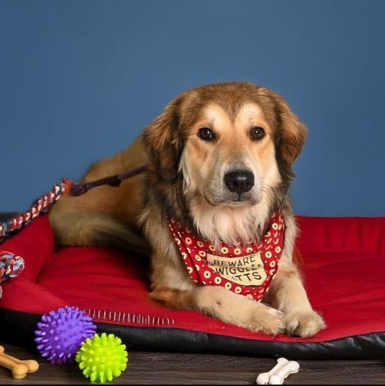 BENJI, a Adopted mixed breed in Weatherford, TX image 3/6