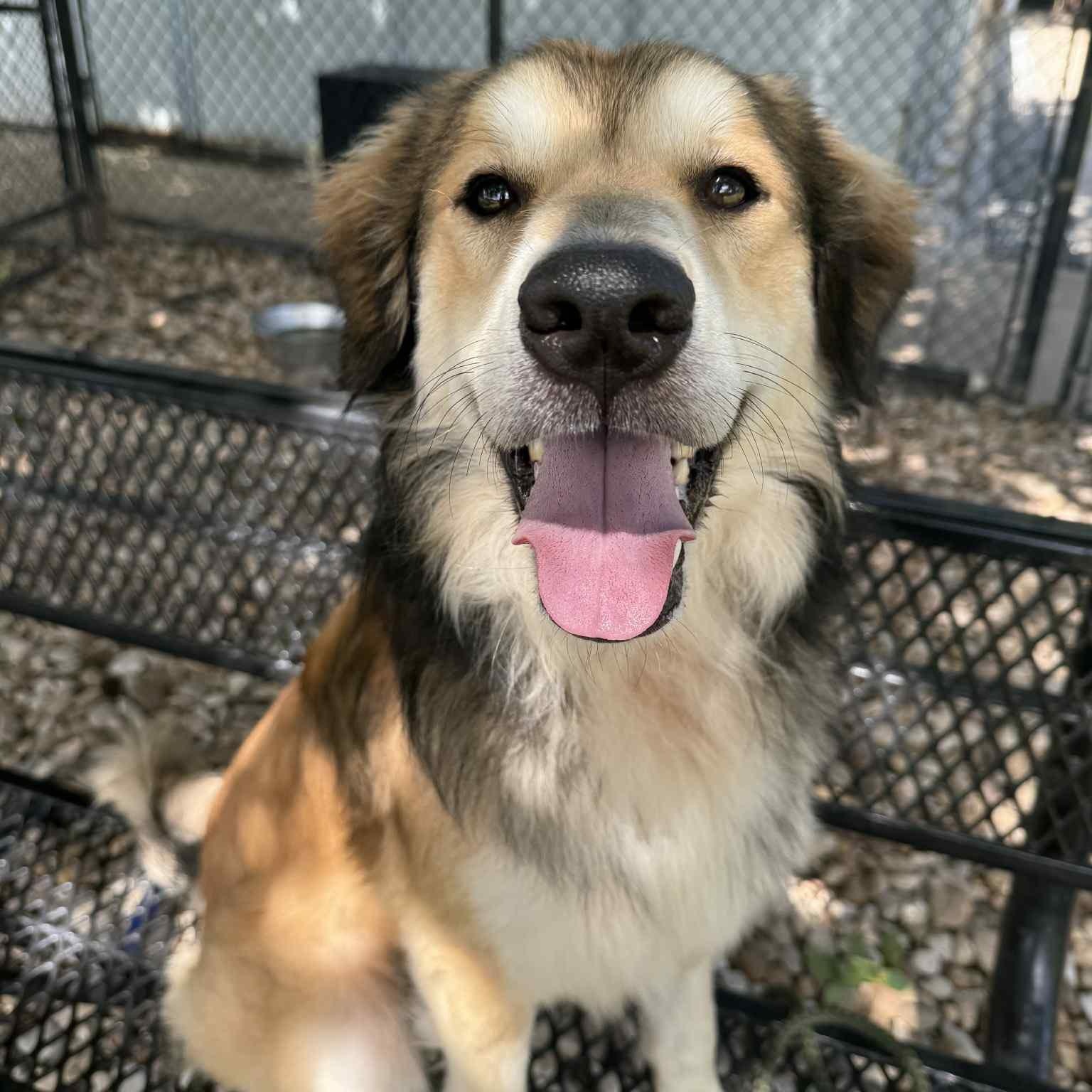 BENJI, a Adopted mixed breed in Weatherford, TX image 6/6