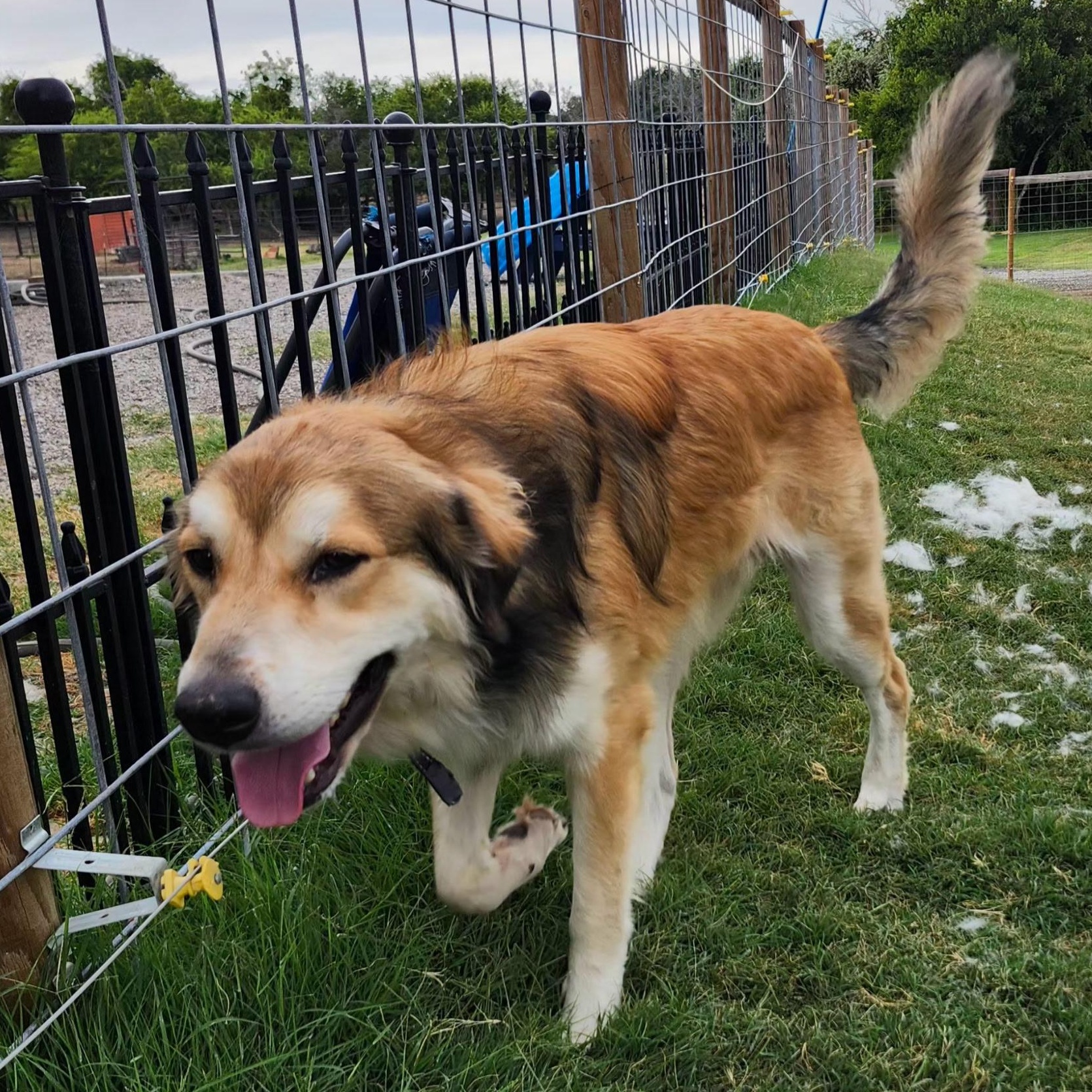 BENJI, a Adopted mixed breed in Weatherford, TX image 2/6