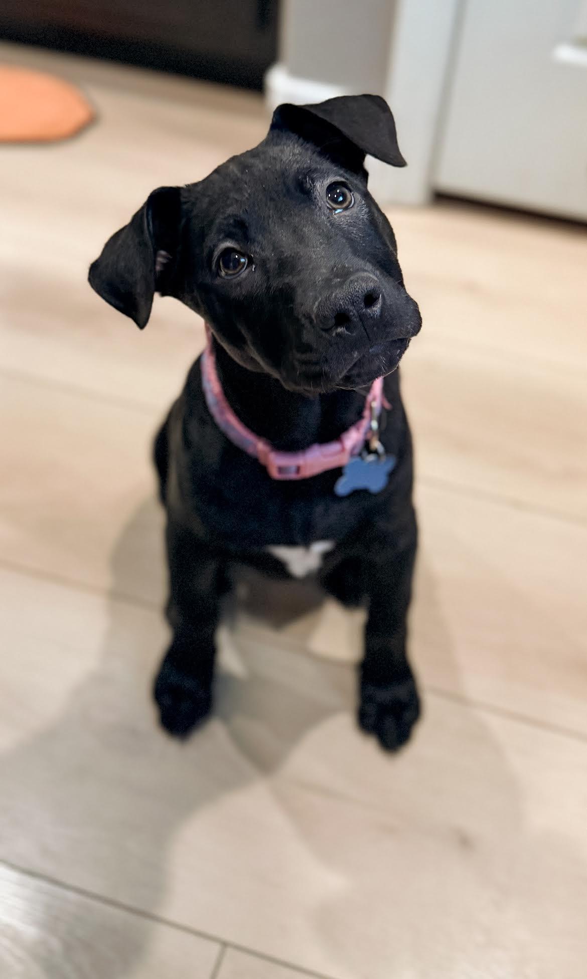 laila, adopted, Puppy Female Labrador Retriever & Shar-Pei.
