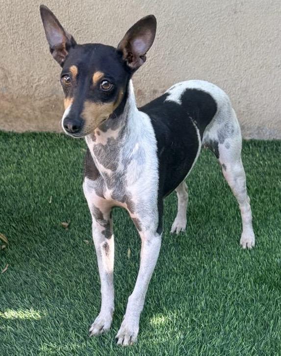 Enlarge Dany, a ADOPTABLE mixed breed in San Diego, CA image 1/5
