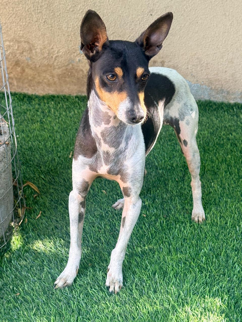 Enlarge Dany, a ADOPTABLE mixed breed in San Diego, CA image 5/5