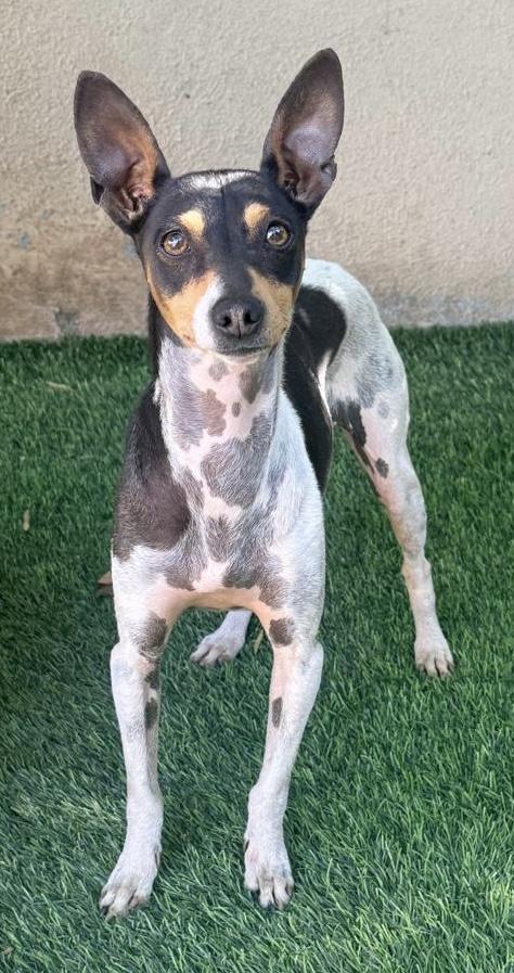 Enlarge Dany, a ADOPTABLE mixed breed in San Diego, CA image 3/5