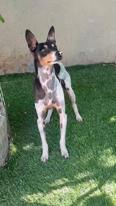 Enlarge Dany, a ADOPTABLE mixed breed in San Diego, CA video 4/5