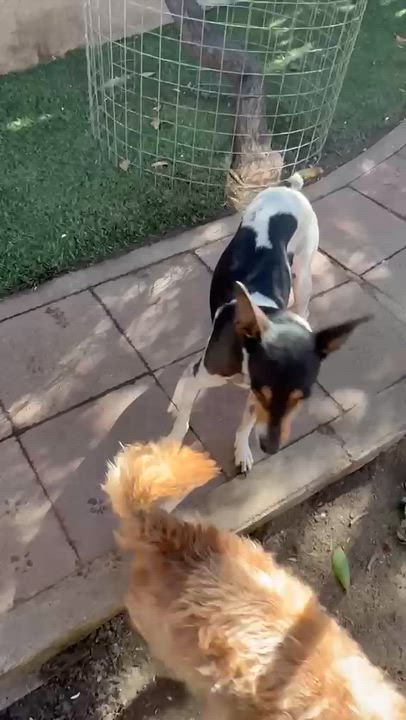 Enlarge Dany, a ADOPTABLE mixed breed in San Diego, CA video 2/5