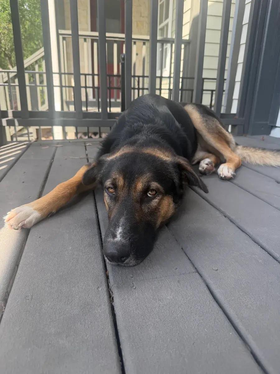 Enlarge Taco, a ADOPTABLE mixed breed in Polk, OH image 4/4