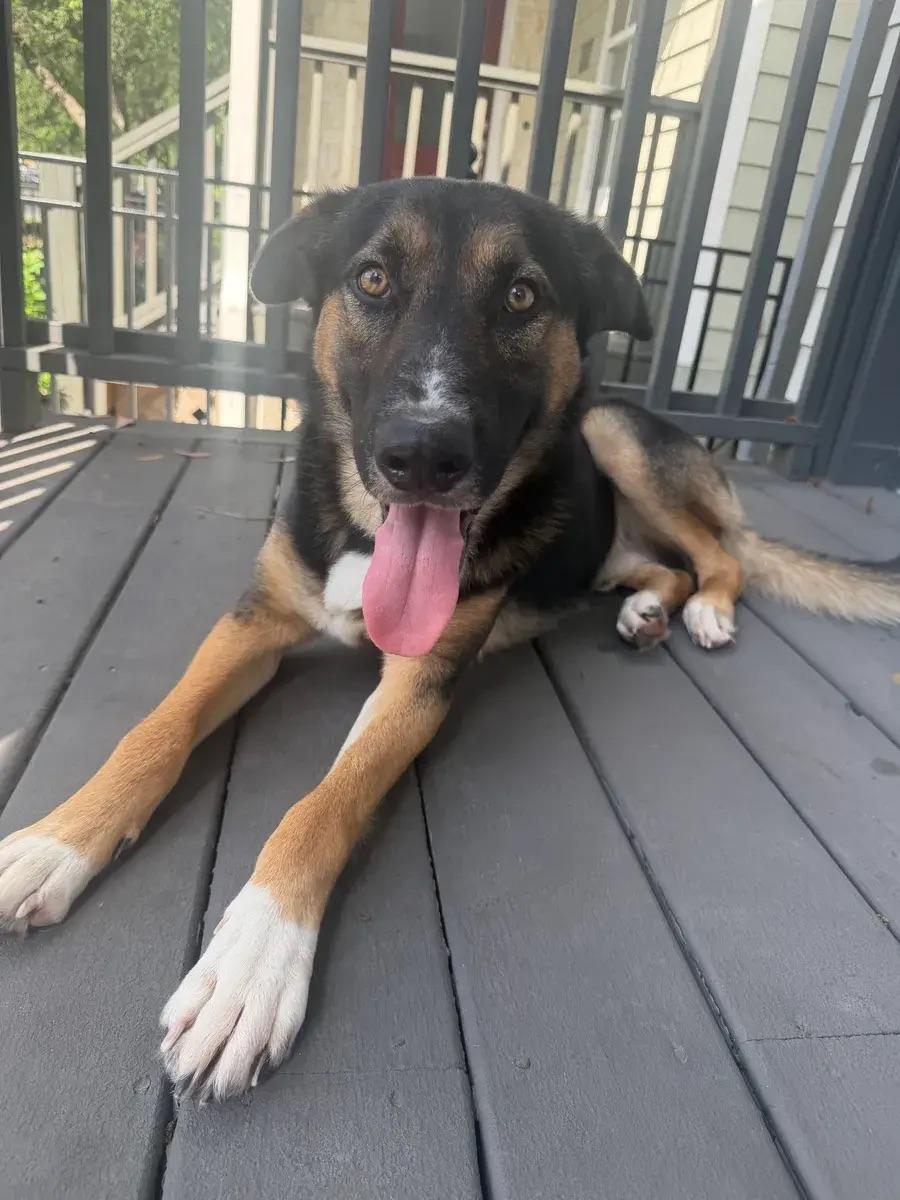 Enlarge Taco, a ADOPTABLE mixed breed in Polk, OH image 1/4