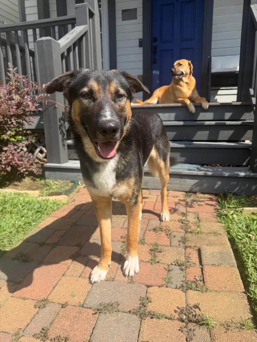 Enlarge Taco, a ADOPTABLE mixed breed in Polk, OH image 3/4