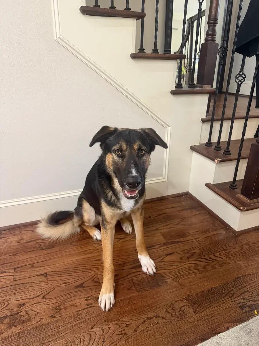 Enlarge Taco, a ADOPTABLE mixed breed in Polk, OH image 2/4