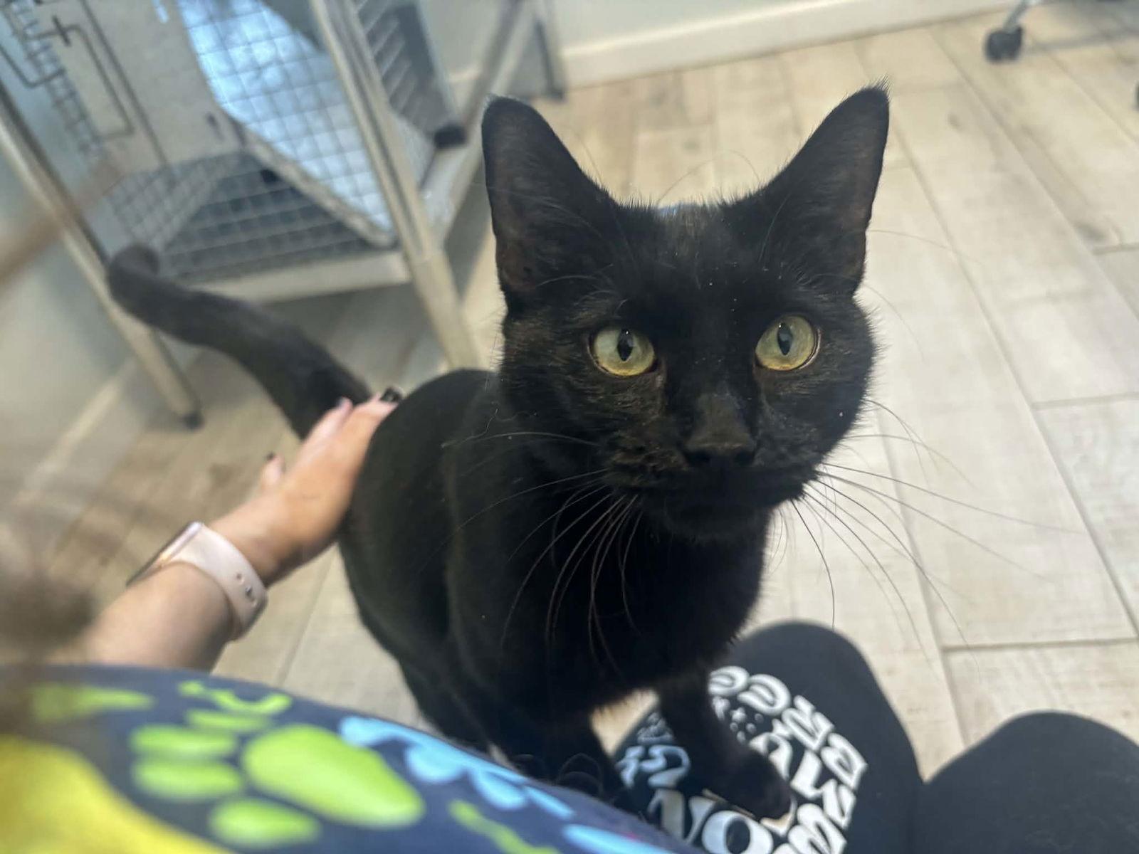 Midnight, Adoptable, Adult Female Domestic Short Hair.