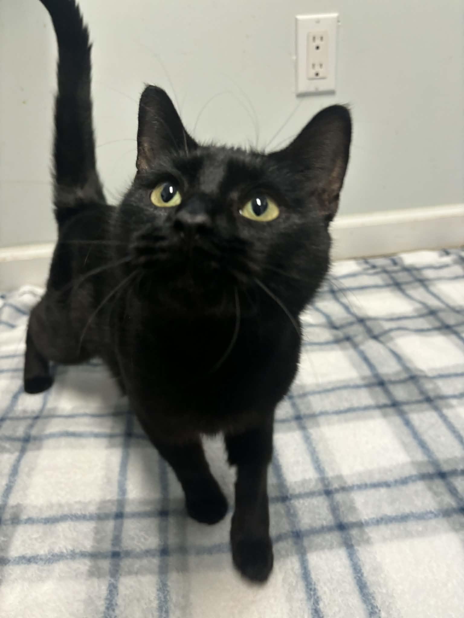 Enlarge Midnight, a Adoptable Domestic Short Hair in Flushing, NY image 2/3