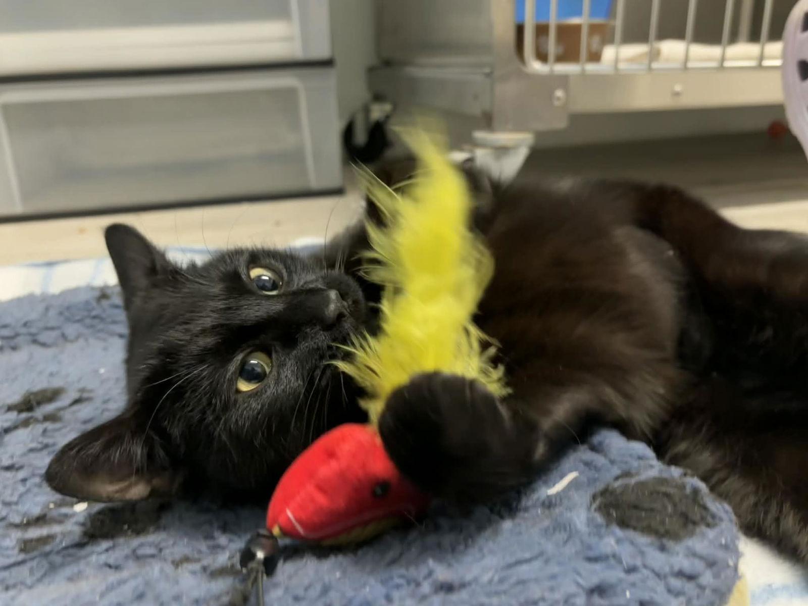 Enlarge Midnight, a Adoptable Domestic Short Hair in Flushing, NY image 3/3