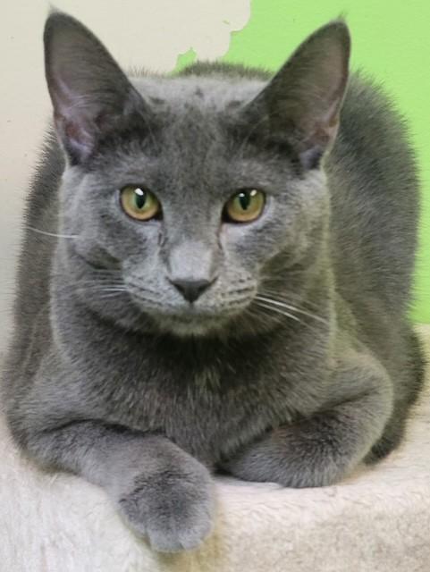 Enlarge Abigail, a ADOPTABLE Domestic Short Hair in Memphis, TN image 1/2