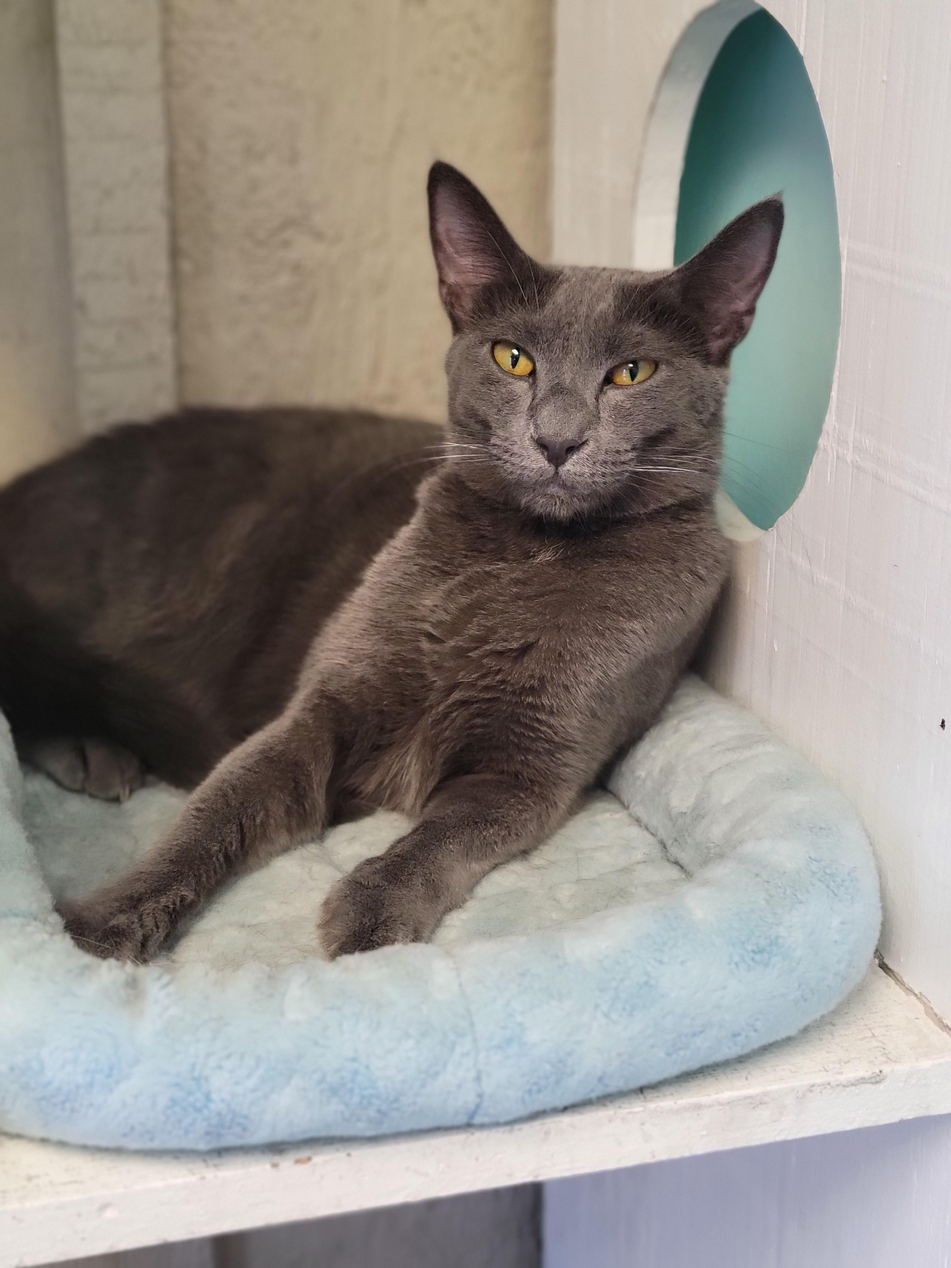 Abigail, a ADOPTABLE Domestic Short Hair in Memphis, TN image 3/3