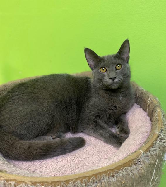 Enlarge Abigail, a ADOPTABLE Domestic Short Hair in Memphis, TN image 2/2