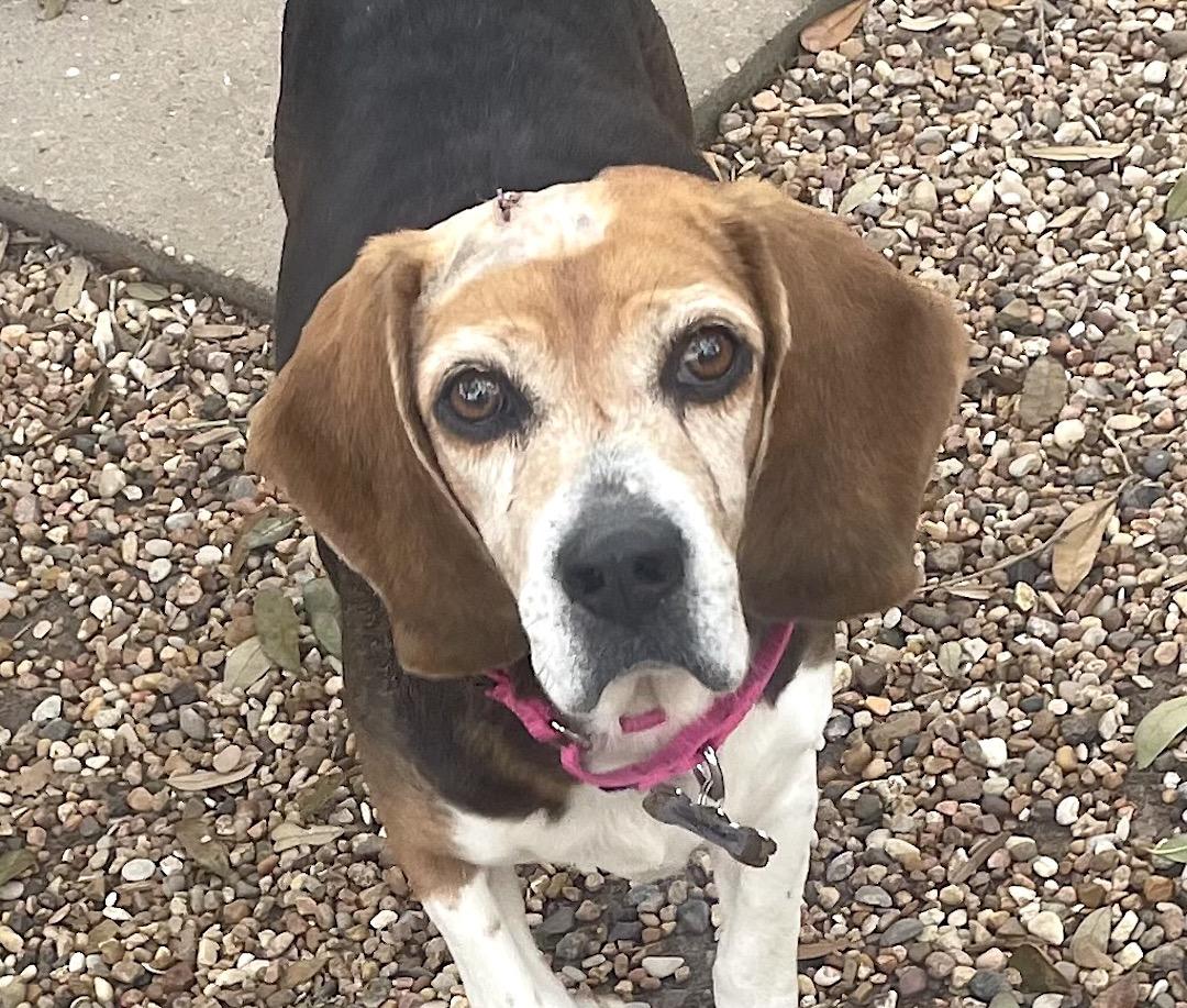 Sophia, a Adoptable Beagle in Tomball, TX image 2/6