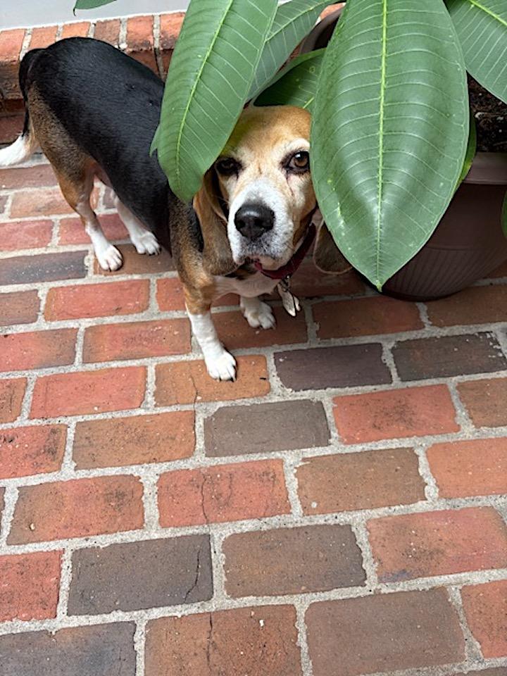 Sophia, a Adoptable Beagle in Tomball, TX image 3/6