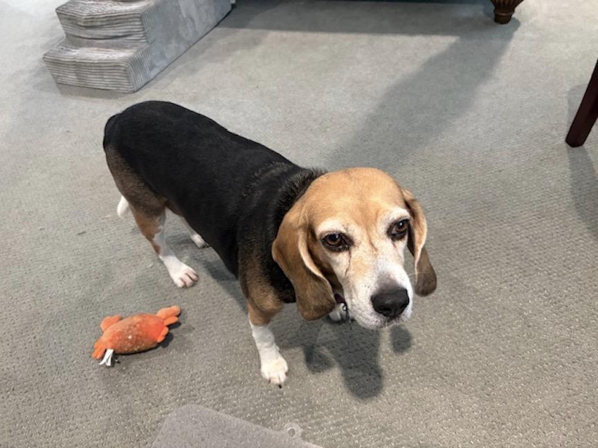 Sophia, a Adoptable Beagle in Tomball, TX image 4/6